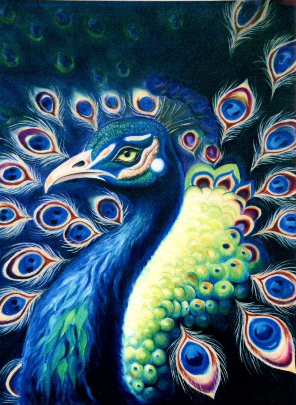 Midnight_Peacock - Shawn Hawkin's Art